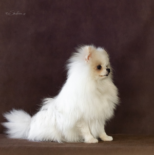 Photo №1. german spitz - for sale in the city of Berezniki | Is free | Announcement № 1980