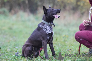 Additional photos: Smart, attentive and affectionate puppy Tessa is looking for a home.