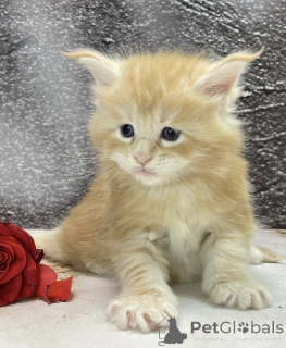 Photo №2 to announcement № 163324 for the sale of maine coon - buy in Germany breeder