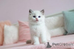 Photo №1. siberian cat - for sale in the city of Berlin | Is free | Announcement № 86787