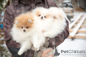 Photo №2 to announcement № 15451 for the sale of pomeranian - buy in United States 
