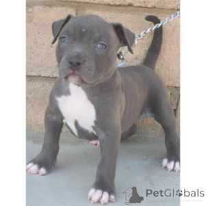 Photo №1. american pit bull terrier - for sale in the city of Aalen | negotiated | Announcement № 160647