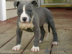 Photo №1. american staffordshire terrier - for sale in the city of Bielefeld | negotiated | Announcement № 136769