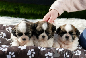 Photo №2 to announcement № 95859 for the sale of shih tzu - buy in Germany private announcement, breeder