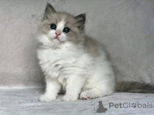 Photo №3. Ragdoll-Kätzchen zur Adoption. Germany