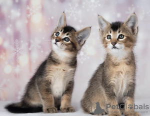 Additional photos: caracal and caracat kittens available