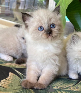 Photo №1. ragdoll - for sale in the city of Раума | 329$ | Announcement № 140895