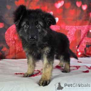 Photo №1. german shepherd - for sale in the city of Frankfurt | negotiated | Announcement № 164585