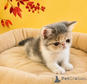 Photo №1. exotic shorthair - for sale in the city of Dahme-SPREWALD | 361$ | Announcement № 178154