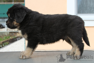 Photo №4. I will sell buryat-mongolian wolfhound in the city of Москва. private announcement - price - 552$