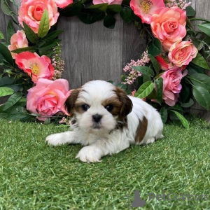 Photo №2 to announcement № 42825 for the sale of shih tzu - buy in United States breeder