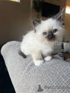 Photo №1. birman - for sale in the city of Paris | 599$ | Announcement № 165494