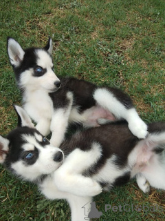 Photo №1. siberian husky - for sale in the city of Grevena | negotiated | Announcement № 158328