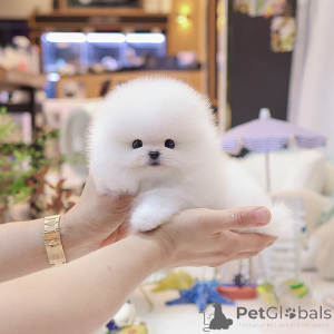 Photo №1. pomeranian - for sale in the city of Bridlington | 400$ | Announcement № 152259