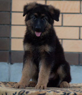 Photo №1. german shepherd - for sale in the city of Kursk | 335$ | Announcement № 3270