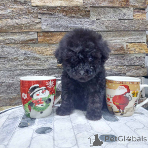Photo №2 to announcement № 159075 for the sale of poodle (toy) - buy in Serbia 