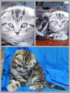 Photo №2 to announcement № 51484 for the sale of scottish fold - buy in Belarus private announcement