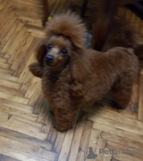 Photo №1. poodle (toy) - for sale in the city of Zrenjanin | negotiated | Announcement № 91849