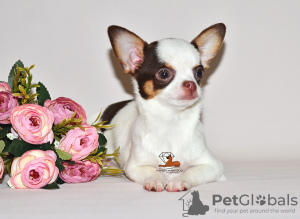 Photo №1. chihuahua - for sale in the city of Москва | 1656$ | Announcement № 32606