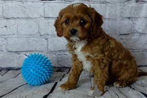 Photo №2 to announcement № 175700 for the sale of non-pedigree dogs - buy in Germany private announcement