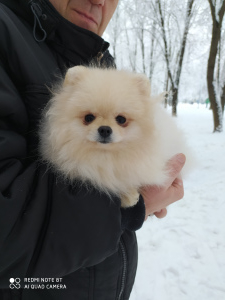 Photo №2 to announcement № 5249 for the sale of german spitz - buy in Russian Federation from nursery
