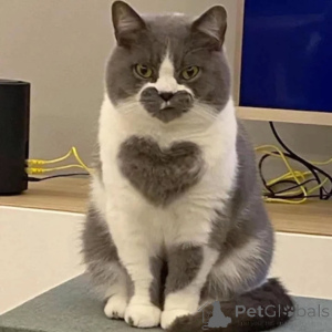 Photo №2 to announcement № 156724 for the sale of british shorthair - buy in Germany private announcement