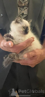 Photo №4. I will sell ragdoll in the city of Albacete. breeder - price - 413$