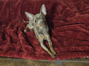 Photo №2 to announcement № 147157 for the sale of  - buy in Germany private announcement