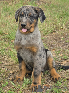 Photo №1. beauceron - for sale in the city of Souprosse | 1412$ | Announcement № 143487