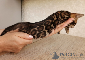 Photo №2 to announcement № 82414 for the sale of bengal cat - buy in Russian Federation from nursery