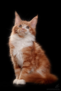 Photo №1. maine coon - for sale in the city of Москва | 565$ | Announcement № 4894