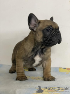 Additional photos: French bulldog from Don