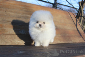 Photo №2 to announcement № 128314 for the sale of pomeranian - buy in Germany private announcement