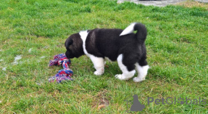 Photo №3. American Akita puppies ready for a good home. Germany