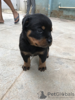 Photo №3. Rottweiler puppies. Australia