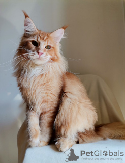 Photo №4. I will sell maine coon in the city of Rostov-on-Don. breeder - price - negotiated