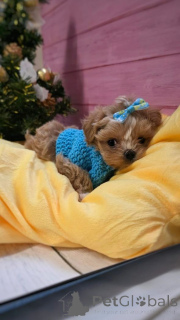 Photo №2 to announcement № 159054 for the sale of poodle (toy) - buy in Germany from the shelter, breeder