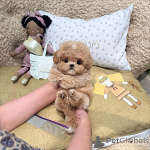 Photo №1. poodle (toy) - for sale in the city of Berlin | 568$ | Announcement № 167645