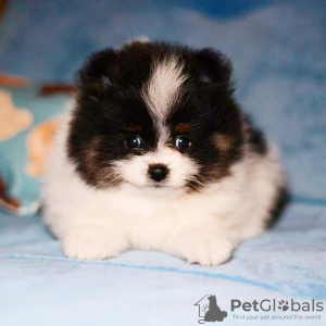 Photo №1. pomeranian - for sale in the city of Аланья | negotiated | Announcement № 10379