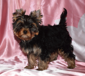 Photo №2 to announcement № 2613 for the sale of yorkshire terrier - buy in Russian Federation breeder
