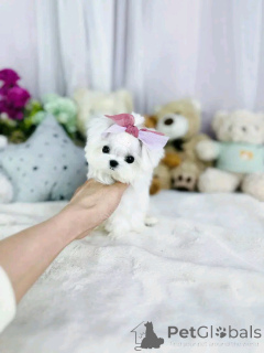 Photo №3. Teacup Maltese puppy for adoption. United States