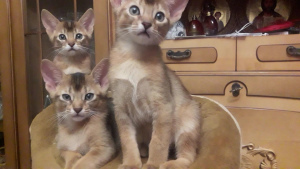 Photo №4. I will sell abyssinian cat in the city of Kiev. private announcement, from nursery, breeder - price - negotiated