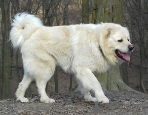Photo №2. Mating service caucasian shepherd dog. Price - 300$