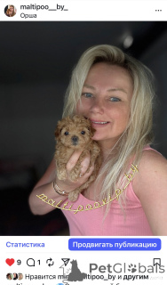 Photo №1. maltipu - for sale in the city of Minsk | 2000$ | Announcement № 160086