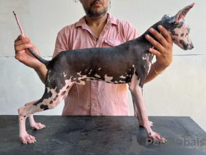 Photo №1. mexican hairless dog - for sale in the city of Mexico City | 2380$ | Announcement № 95673