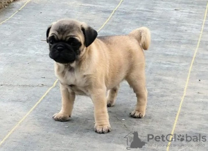 Photo №1. pug - for sale in the city of Kishinev | negotiated | Announcement № 124373