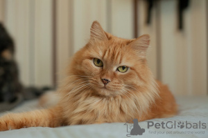 Additional photos: The beauty Ryzhulya is looking for a home!