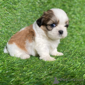 Photo №2 to announcement № 168256 for the sale of shih tzu - buy in Denmark private announcement