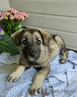 Additional photos: Thunder is looking for a home