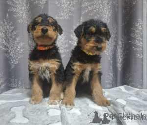 Photo №1. airedale terrier - for sale in the city of Berlin | negotiated | Announcement № 175280